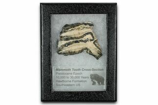 Mammoth Molar Slice With Case - South Carolina #350008