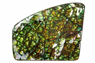 Iridescent Ammolite (Fossil Ammonite Shell) - Alberta #336299