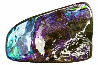 Iridescent Ammolite (Fossil Ammonite Shell) - Greens & Purples #336305