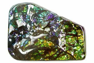 Iridescent Ammolite (Fossil Ammonite Shell) - Greens & Blues #336310