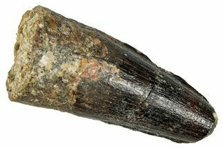 Fossil Spinosaurus Tooth - Real Dinosaur Tooth #350103