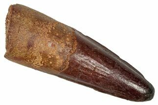 Fossil Spinosaurus Tooth - Real Dinosaur Tooth #350105