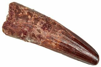 Fossil Spinosaurus Tooth - Real Dinosaur Tooth #350114