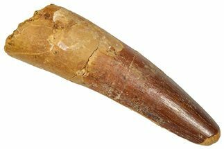 Fossil Spinosaurus Tooth - Real Dinosaur Tooth #350117