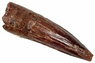 Fossil Spinosaurus Tooth - Real Dinosaur Tooth #350121