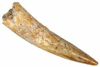 Fossil Spinosaurus Tooth - Real Dinosaur Tooth #350123