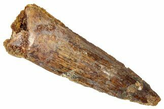 Fossil Spinosaurus Tooth - Real Dinosaur Tooth #350130