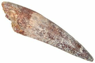 Fossil Spinosaurus Tooth - Real Dinosaur Tooth #350136
