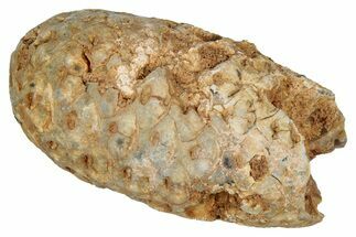 Fossil Cycadophyte Seed Cone - Boujdour, Morocco #349109