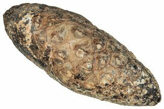 Fossil Cycadophyte Seed Cone - Boujdour, Morocco #349121