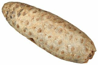 Fossil Cycadophyte Seed Cone - Boujdour, Morocco #349131