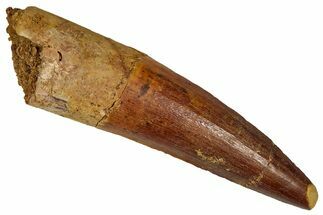 Fossil Spinosaurus Tooth - Real Dinosaur Tooth #350070