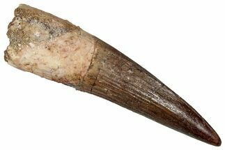 Fossil Spinosaurus Tooth - Real Dinosaur Tooth #350076