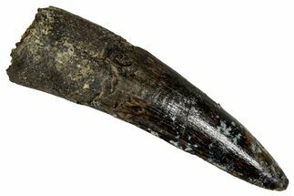 Fossil Spinosaurus Tooth - Real Dinosaur Tooth #350078