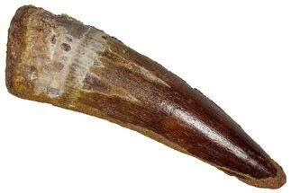 Fossil Spinosaurus Tooth - Real Dinosaur Tooth #350087