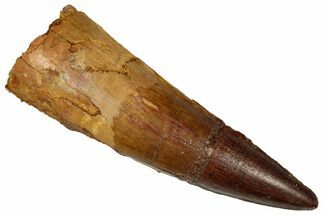 Fossil Spinosaurus Tooth - Real Dinosaur Tooth #350090