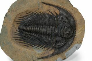 Trilobite Fossils For Sale