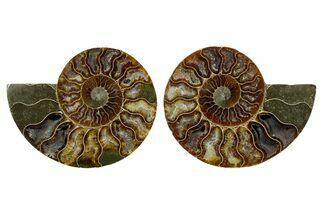 Cut & Polished, Agatized Ammonite Fossil - Madagascar #348978