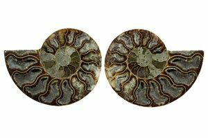 Genuine Madagascan Cut & Polished Ammonite Pair In Angola - View #6