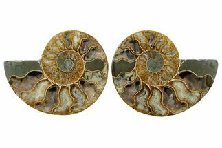 Cut & Polished, Agatized Ammonite Fossil - Madagascar #348984