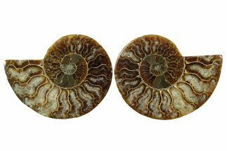 Cut & Polished, Agatized Ammonite Fossil - Madagascar #348985