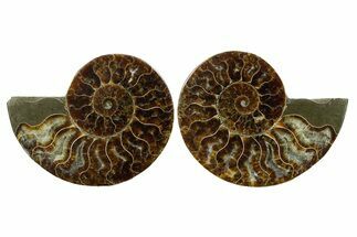 Cut & Polished, Agatized Ammonite Fossil - Madagascar #348987