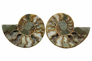 Cut & Polished, Agatized Ammonite Fossil - Madagascar #348989
