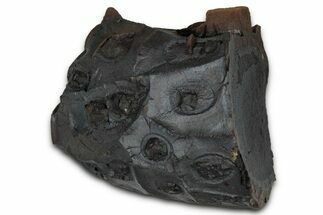 Dragon Scale Stone (Iron, Manganese, Siderite Nodule) #350188