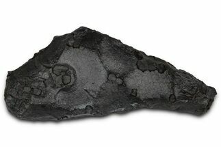 Dragon Scale Stone (Iron, Manganese, Siderite Nodule) #350197