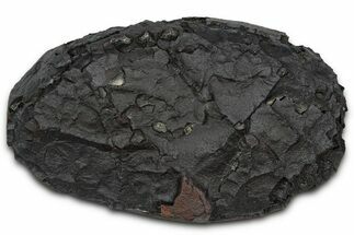 Dragon Scale Stone (Iron, Manganese, Siderite Nodule) #350198