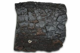 Dragon Scale Stone (Iron, Manganese, Siderite Nodule) #350207