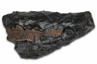 Dragon Scale Stone (Iron, Manganese, Siderite Nodule) #350209