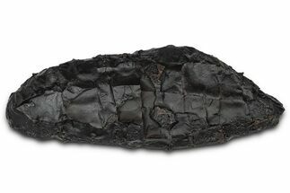 Dragon Scale Stone (Iron, Manganese, Siderite Nodule) #350211