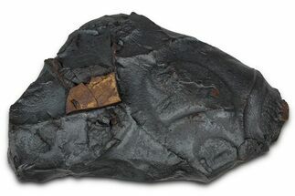 Dragon Scale Stone (Iron, Manganese, Siderite Nodule) #350216