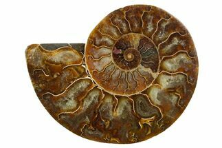 Cut & Polished Ammonite Fossil (Half) - Madagascar #347498