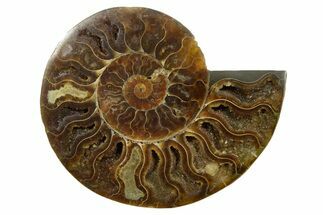 Cut & Polished Ammonite Fossil (Half) - Madagascar #347506