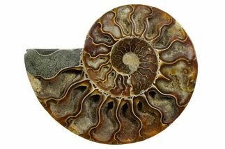Cut & Polished Ammonite Fossil (Half) - Madagascar #347510
