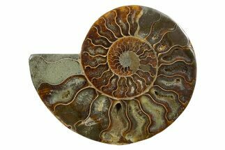 Cut & Polished Ammonite Fossil (Half) - Madagascar #347511