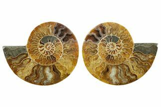 Cut & Polished, Agatized Ammonite Fossil - Madagascar #347562