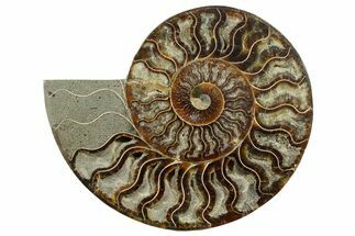 Cut & Polished Ammonite Fossil (Half) - Madagascar #347842