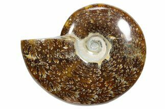 Polished Ammonite (Cleoniceras) Fossil - Madagascar #348493