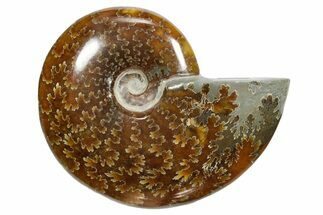 Polished Ammonite (Cleoniceras) Fossil - Madagascar #348496