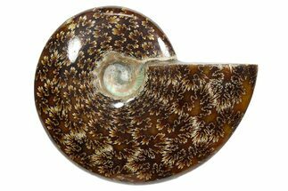 Polished Ammonite (Cleoniceras) Fossil - Madagascar #348502