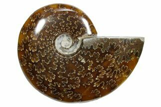 Polished Ammonite (Cleoniceras) Fossil - Madagascar #348515