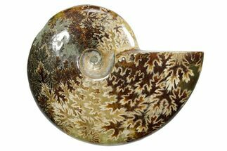 Polished Ammonite (Cleoniceras) Fossil - Madagascar #348518