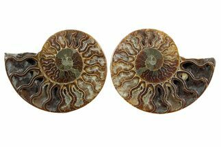 Cut & Polished, Agatized Ammonite Fossil - Madagascar #349007
