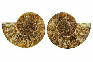 Cut & Polished, Agatized Ammonite Fossil - Madagascar #349013
