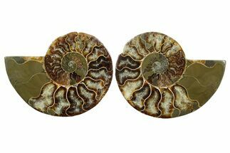 Cut & Polished, Agatized Ammonite Fossil - Madagascar #349017