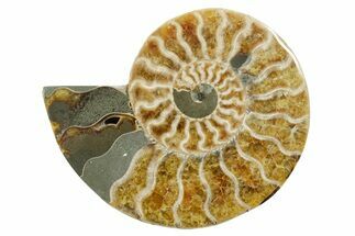 Cut & Polished Ammonite Fossil (Half) - Madagascar #349038