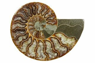 Cut & Polished Ammonite Fossil (Half) - Madagascar #349044